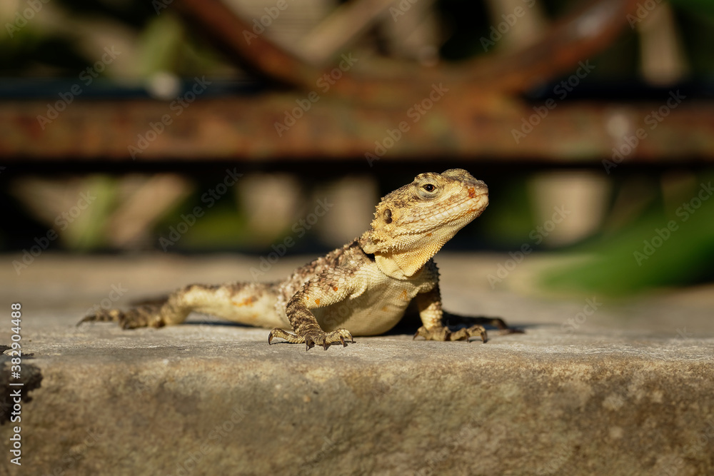 Fototapeta premium Starred Agama - Stellagama stellio also Lacerta stellio or Laudakia stellio, also known as the starred agama or the roughtail rock agama, living in Europe and western Asia and Egypt
