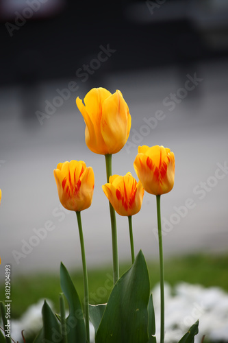 Colorful tulips flowers blooming in a garden.Very beautiful tulips in bloom and smell spring. Colorful tulip garden.