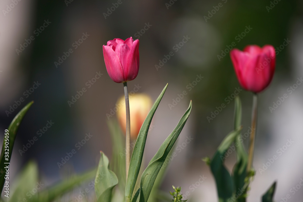 Colorful tulips flowers blooming in a garden.Very beautiful tulips in bloom and smell spring. Colorful tulip garden. Colorful tulips flowers blooming in a garden.Very beautiful tulips in bloom and smell spring. Colorful tulip garden.