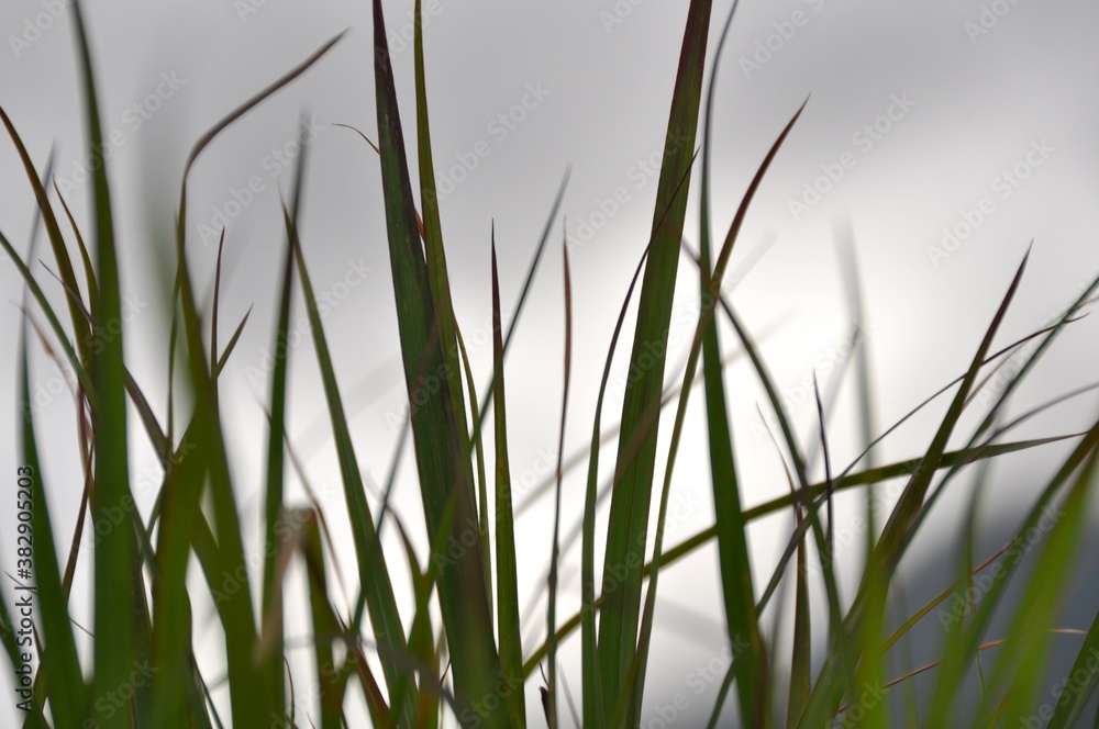 Fototapeta premium Simple Grass Blades