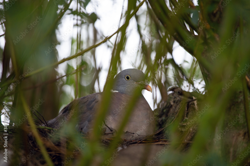 Taube sitz in ihrem Nest und schaut in die Kamera, Weide Taube sitz in ihrem Nest und schaut in die Kamera, Weide