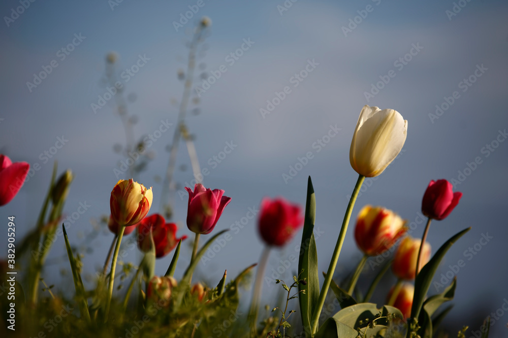 Obraz premium Colorful tulips flowers blooming in a garden.Very beautiful tulips in bloom and smell spring. Colorful tulip garden.