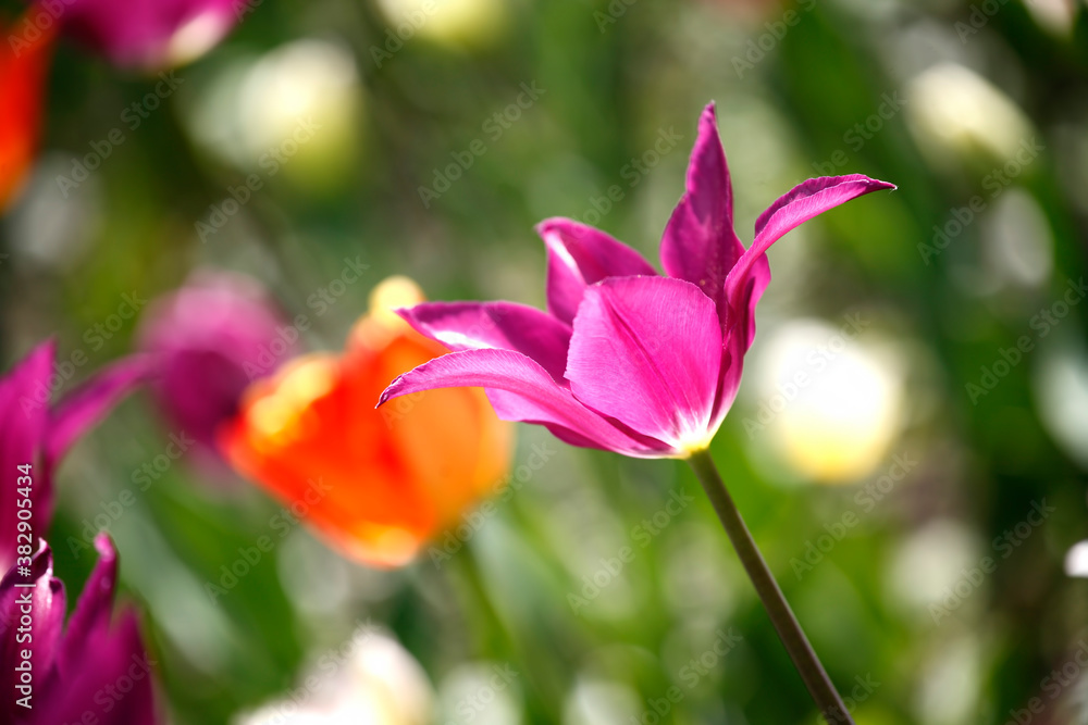 Colorful tulips flowers blooming in a garden.Very beautiful tulips in bloom and smell spring. Colorful tulip garden. Colorful tulips flowers blooming in a garden.Very beautiful tulips in bloom and smell spring. Colorful tulip garden.
