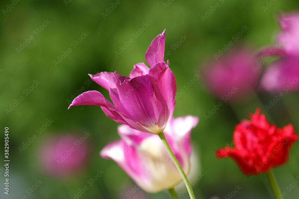 Colorful tulips flowers blooming in a garden.Very beautiful tulips in bloom and smell spring. Colorful tulip garden. Colorful tulips flowers blooming in a garden.Very beautiful tulips in bloom and smell spring. Colorful tulip garden.