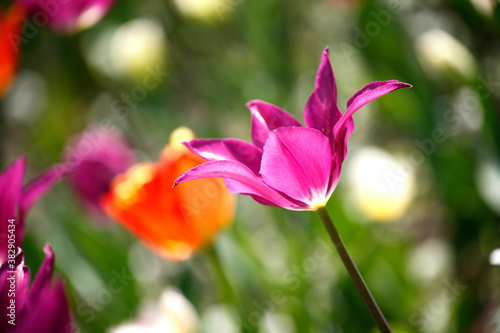 Colorful tulips flowers blooming in a garden.Very beautiful tulips in bloom and smell spring. Colorful tulip garden.