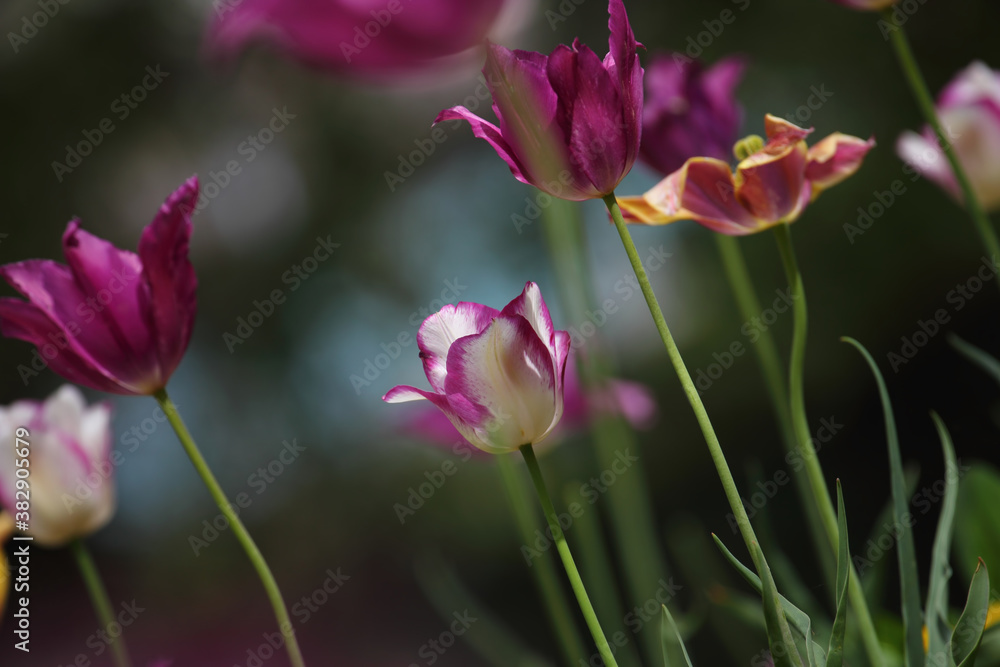 Colorful tulips flowers blooming in a garden.Very beautiful tulips in bloom and smell spring. Colorful tulip garden. Colorful tulips flowers blooming in a garden.Very beautiful tulips in bloom and smell spring. Colorful tulip garden.