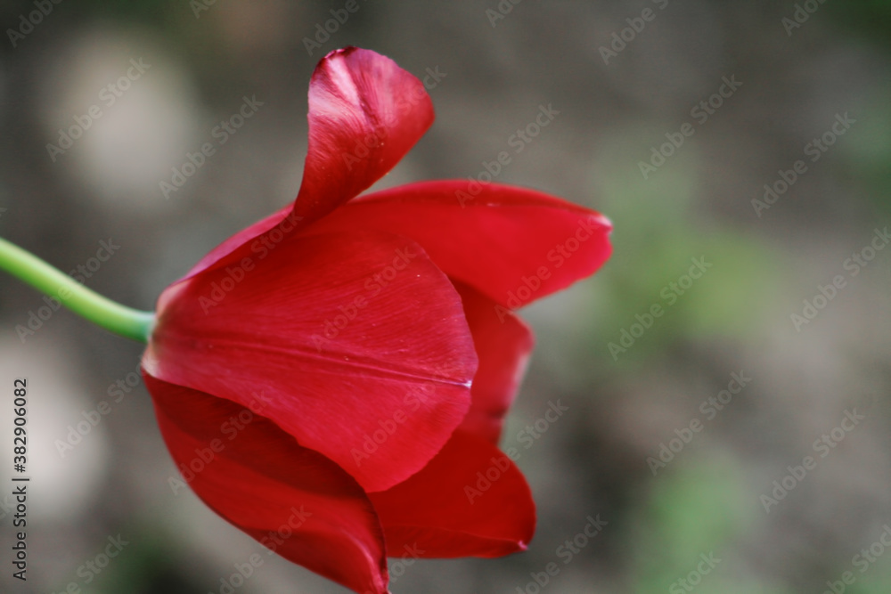 Colorful tulips flowers blooming in a garden.Very beautiful tulips in bloom and smell spring. Colorful tulip garden. Colorful tulips flowers blooming in a garden.Very beautiful tulips in bloom and smell spring. Colorful tulip garden.