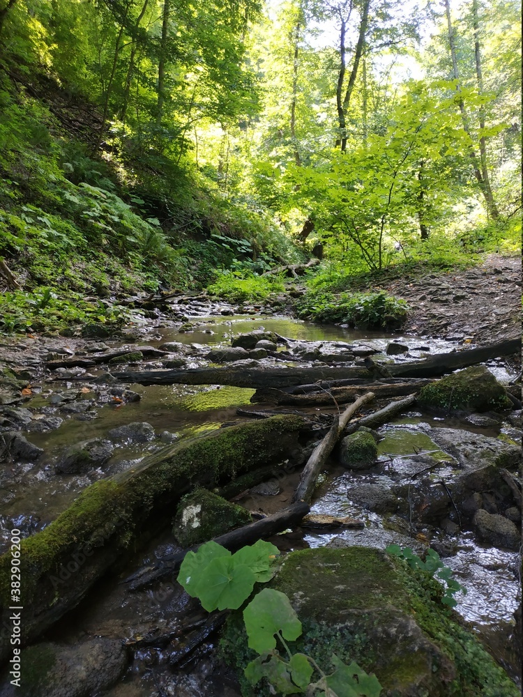Obraz premium stream in the forest