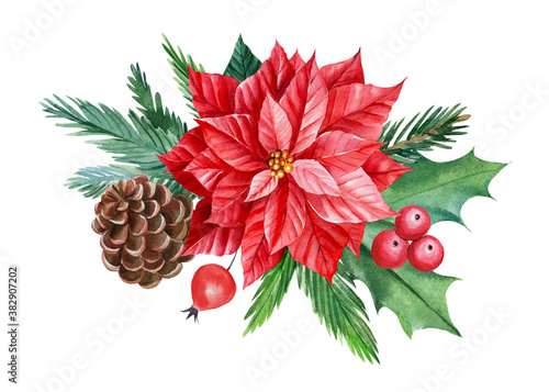 Christmas composition, flowers, spruce branches, holly, cone on white isolated background, watercolor drawings. 