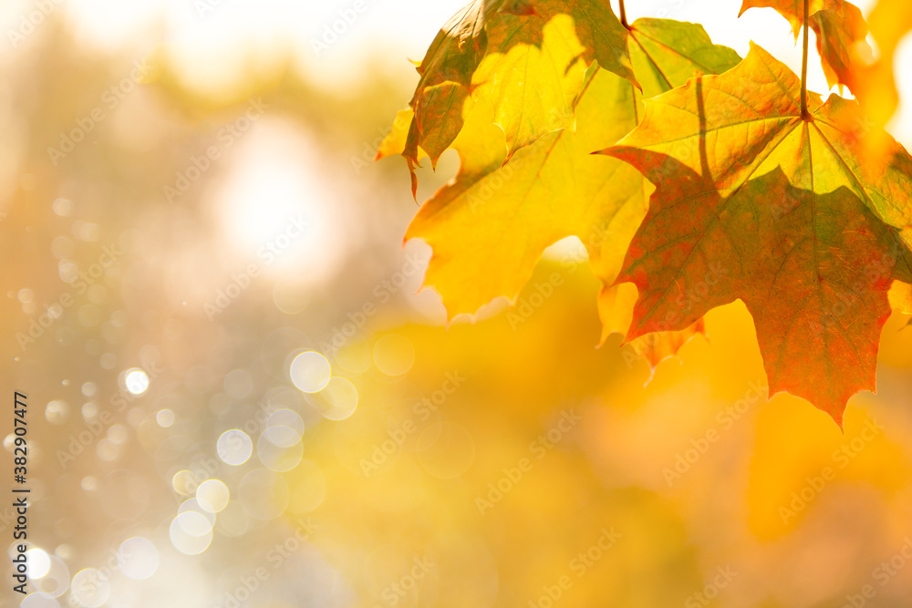 Autumn background with maple leaves on nature on background of sunlight with soft blurred beautiful bokeh.