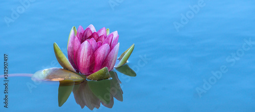 Panel kuchenny z motywem Lilia wodna w stawie.  Różowy kaczeniec.