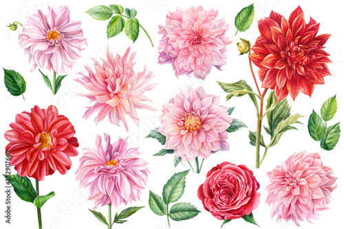 Set of pink and red dahlia  rose flowers isolated white background  watercolor botanical painting