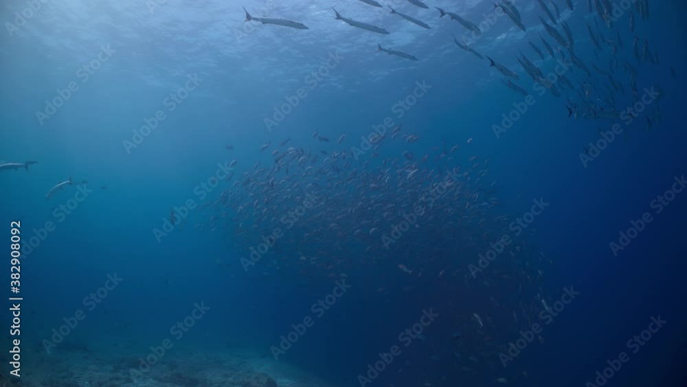 Underwater shot tilts down from surface to huge school of fish swimming in blue water Underwater shot tilts down from surface to huge school of fish swimming in blue water