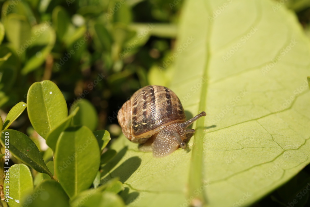 Caracol Caracol