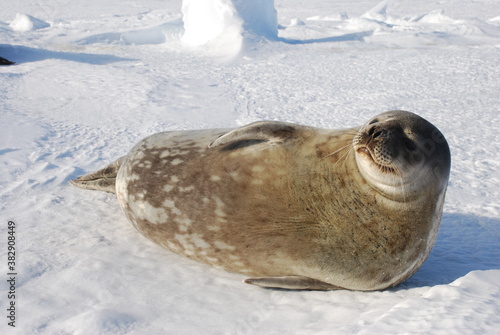 seals on the ice