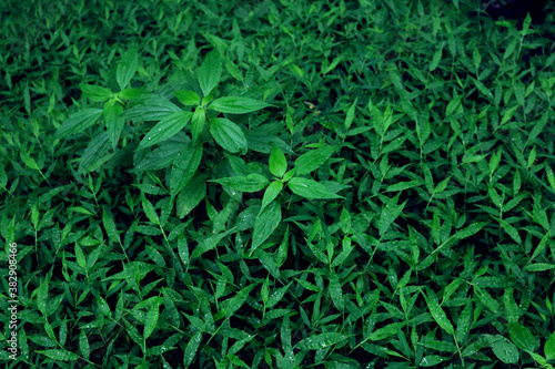 green leaves background