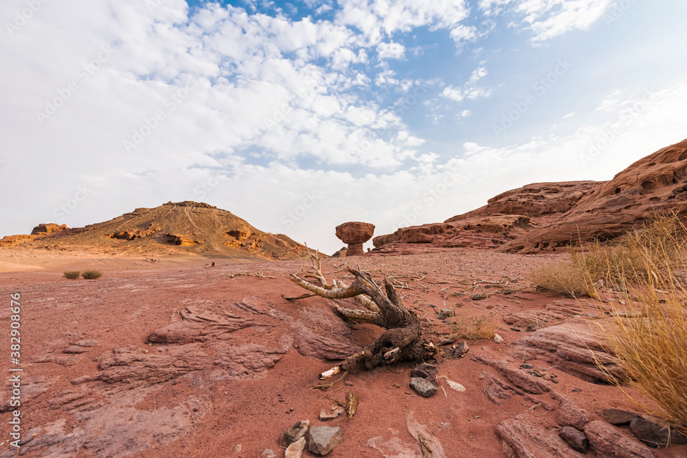 Obraz premium Dry branch of acacia in the stone desert park Timna near Eilat. Israel. 