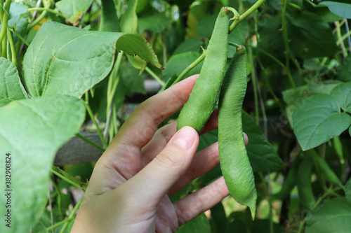  Beans in a green pod. Growing and ripening of beans. The girl holds pods in her hand. New harvest. Agriculture. Environmentally friendly products.
