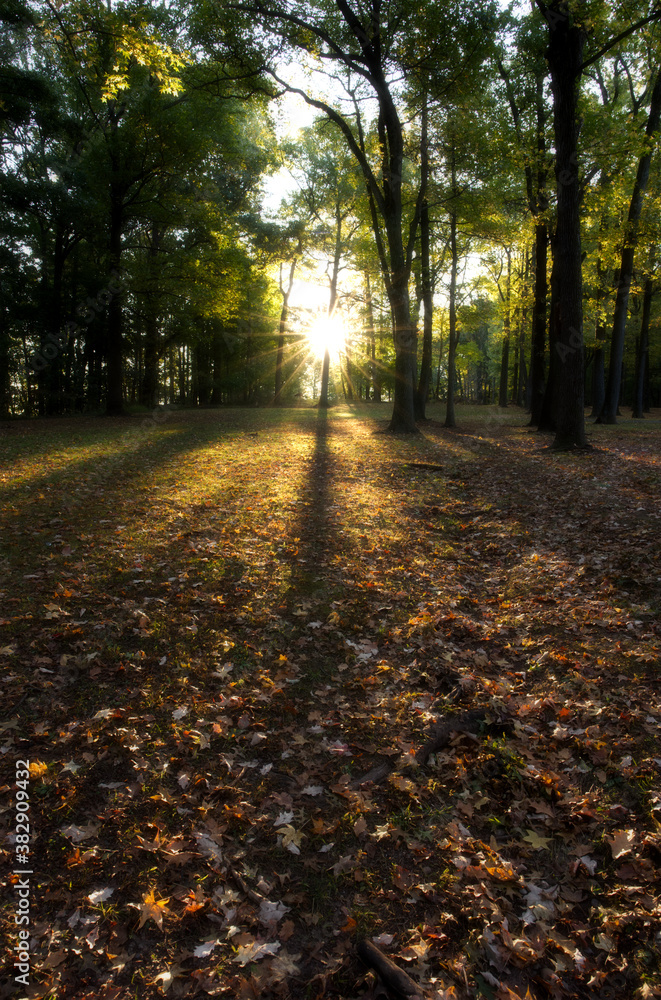 Trees casting shadows on the ground as the sun rises on an early fall morning