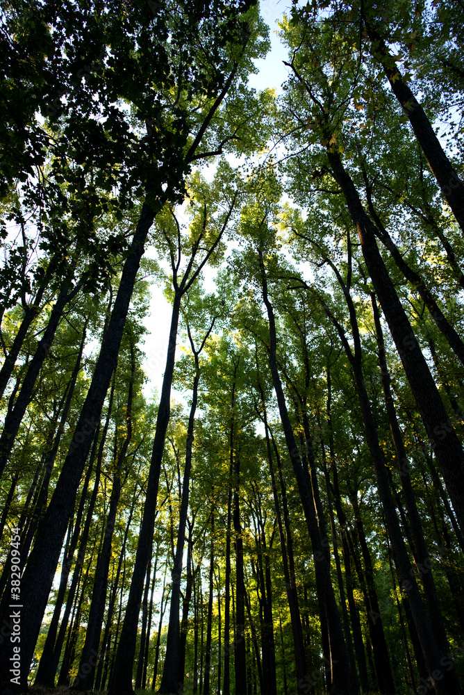 Tall tress starting to change color due to fall season Tall tress starting to change color due to fall season