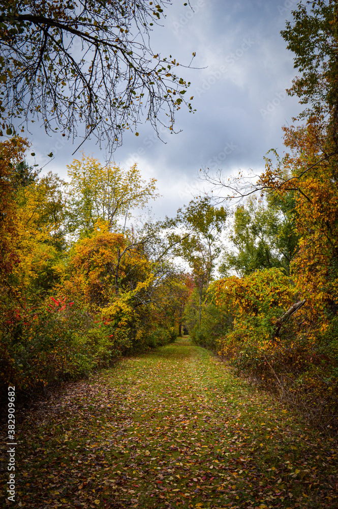 path in autumn forest
