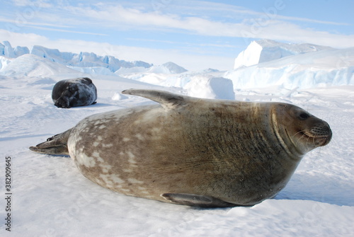 seals on the ice photo