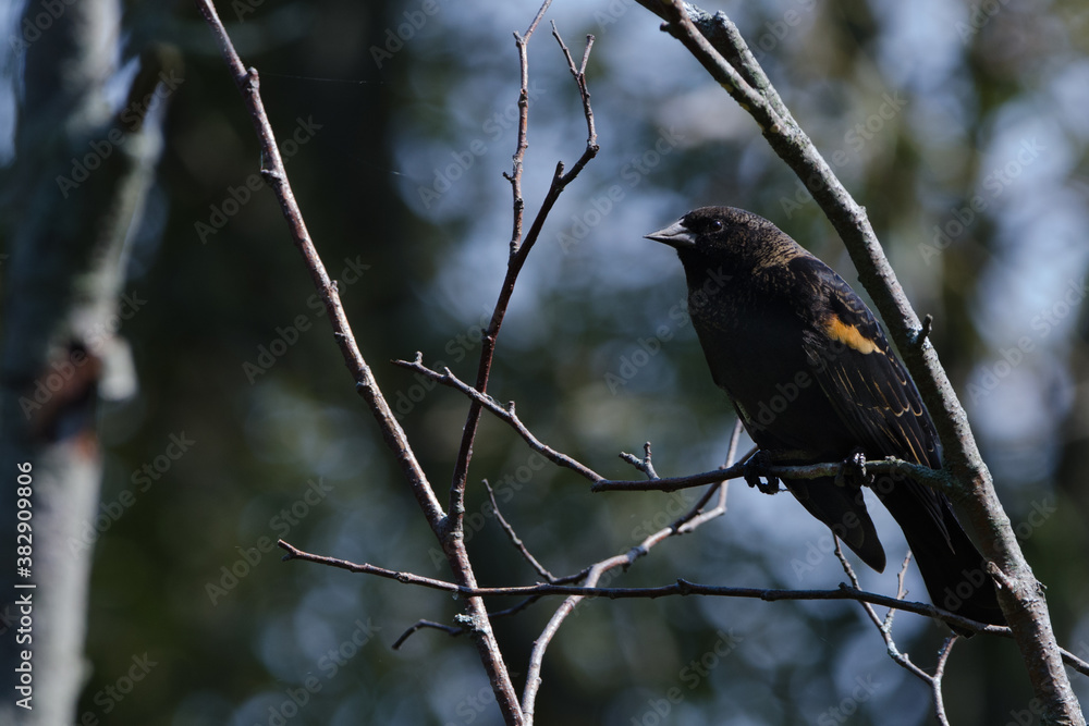 Red-winged Blackbird (Agelaius phoeniceus) Red-winged Blackbird (Agelaius phoeniceus)