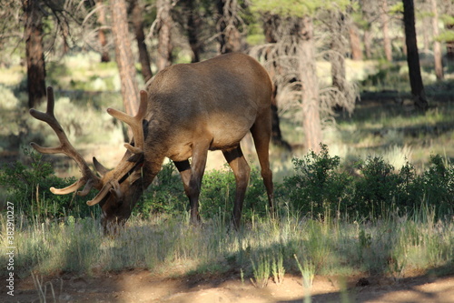 Large elk walking near a campsite in a forest near Grand Canyon National Park  Arizona