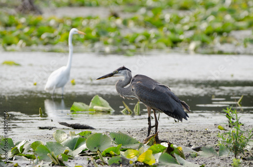 Great Blue Heron and Great Egret fishing together