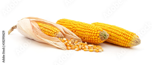 Mature sweet corn. photo