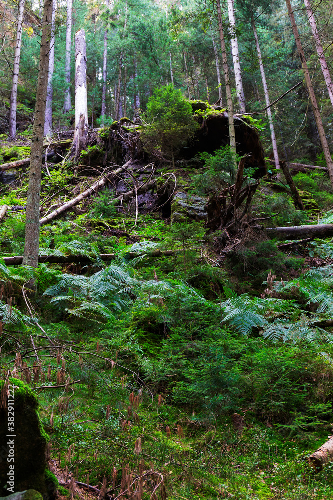 Fototapeta premium Wild summer Landscape around the Creek with Boulders and Rock in the Czech Switzerland, Czech Republic