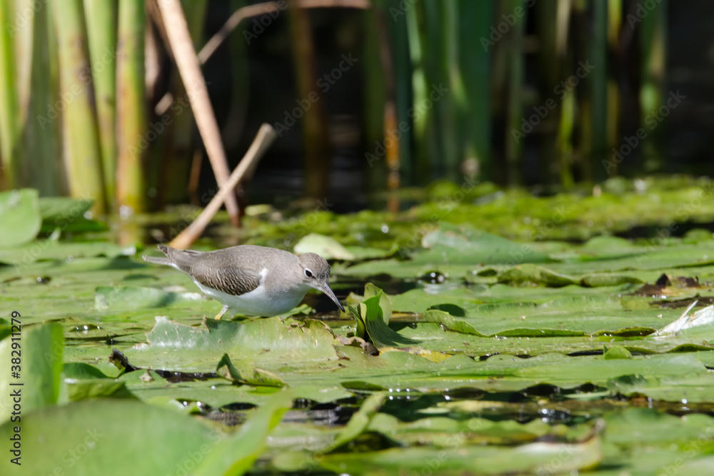 Naklejka premium Spotted Sandpiper walking across lilypads, looking for food