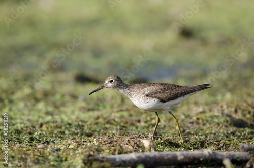 Solitary Sandpiper looking for food among the vegetation of a shallow marsh