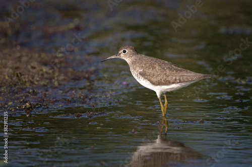 Solitary Sandpiper standing in shallow water