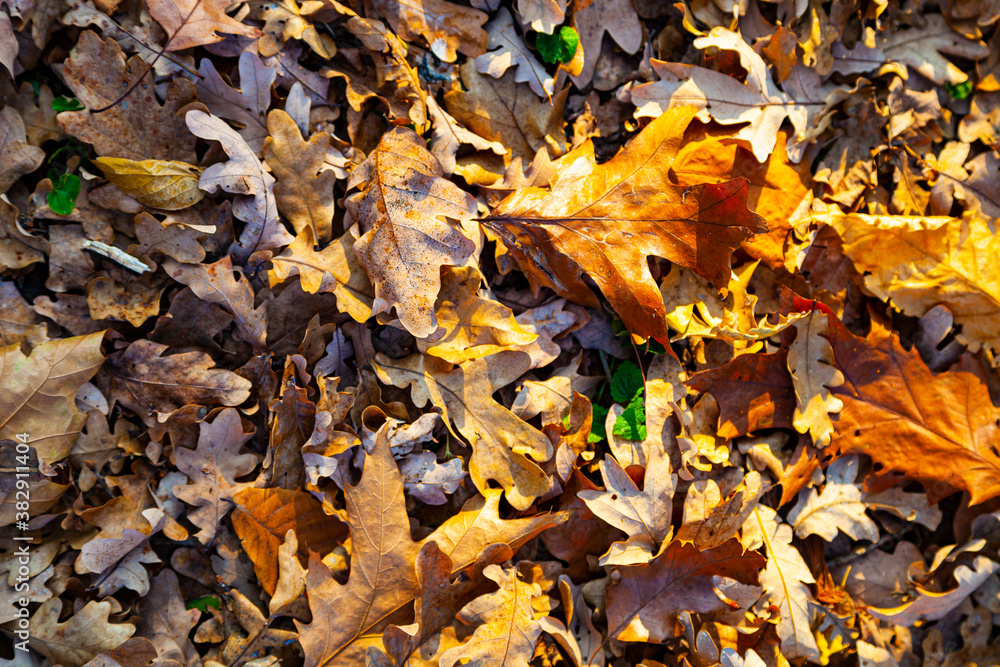 Autumn oak leaves on the ground.