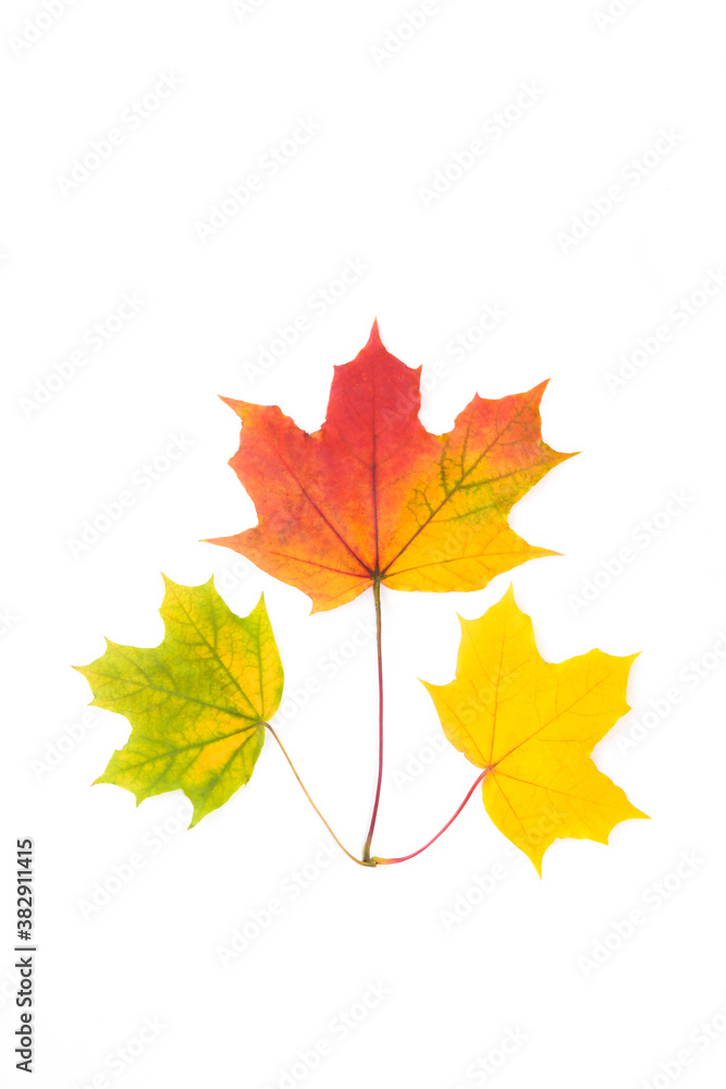 Fototapeta premium Composition of three maple leaves on white isolated background