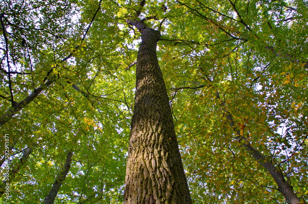 Obraz premium Buche im Weltnaturerbe Grumsin