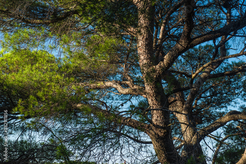 Baumkrone von einem Nadelbaum im Sonnenlicht. 