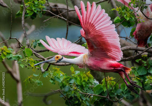 Beautiful Roseate Spoonbill Flying