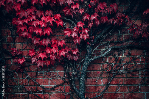 Tablou canvas Bright red leaves of wild grapes or ivy leaves on brick wall