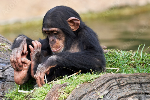 Fototapeta beautiful portrait of a small chimpanzee looking at the ground sitting on a log