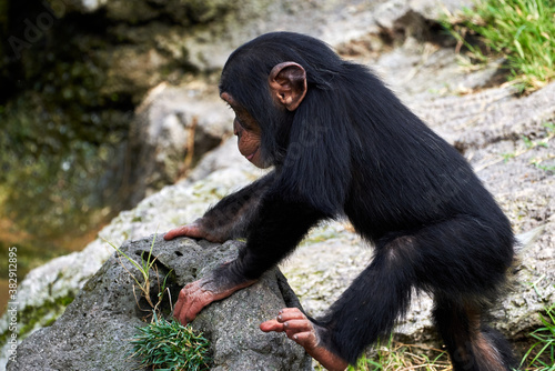 Obraz na plátne beautiful side view of a small chimpanzee climbing a rock in a zoo in valencia s
