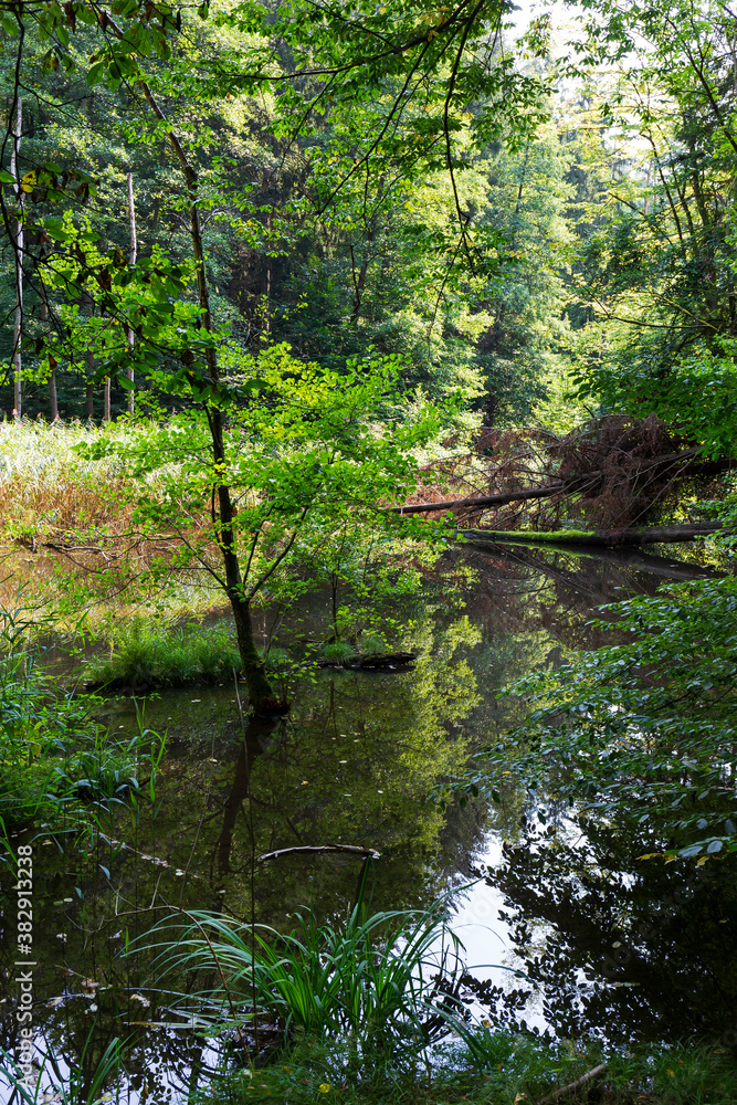 Wild summer Landscape around the Creek with Boulders and Rock in the Czech Switzerland, Czech Republic Wild summer Landscape around the Creek with Boulders and Rock in the Czech Switzerland, Czech Republic