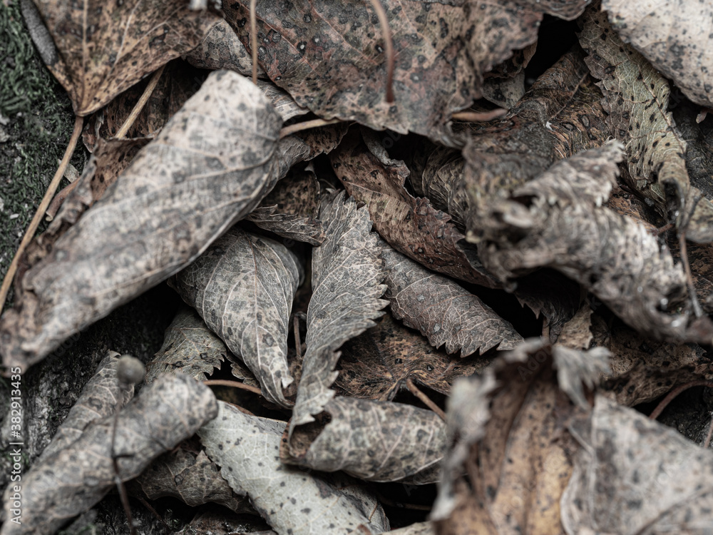 Autumn dark brown fallen leaves texture background Autumn dark brown fallen leaves texture background