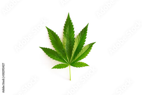 Green fresh leaf of hemp or cannabis isolated on white background. Natural plant for use in cosmetics