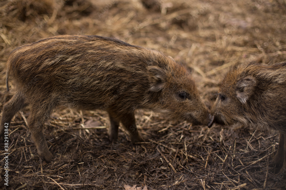 Junge Wildschweine spielen miteinander, Herbst / Winter Junge Wildschweine spielen miteinander, Herbst / Winter