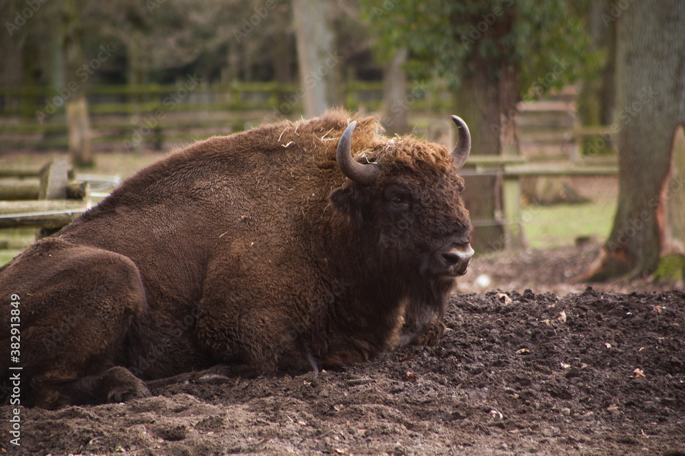 Wisent liegt in Gehege auf Erdhügel, Herbst / Winter Wisent liegt in Gehege auf Erdhügel, Herbst / Winter