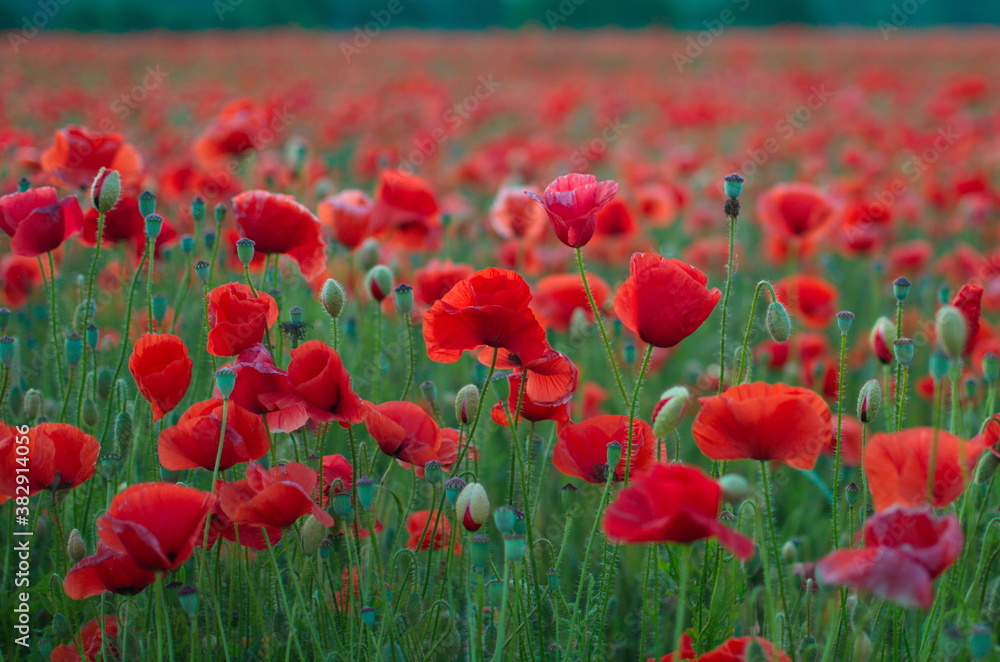 Obraz premium Beautiful Red poppies in soft light with selective focus. Flowers Red poppies blossom on wild field. Opium poppy. Glade of red poppies.