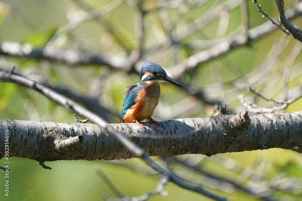 common kingfisher on branch common kingfisher on branch