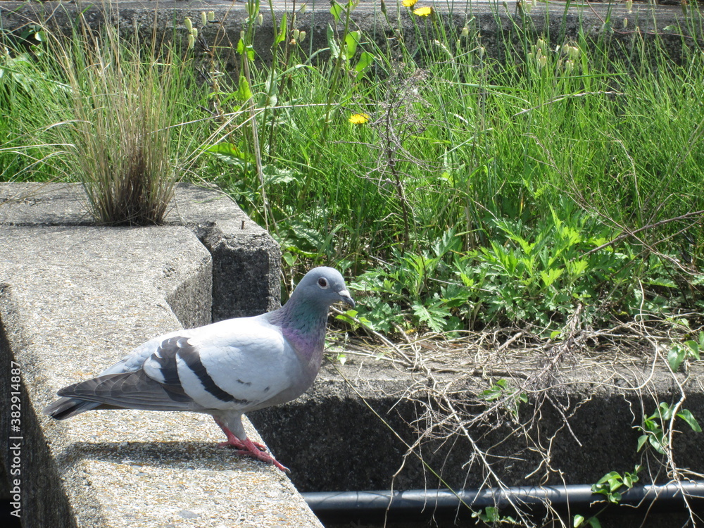 Fototapeta premium グレーの鳩